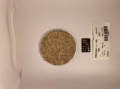 Click for 1 image(s) for this accession. SEED